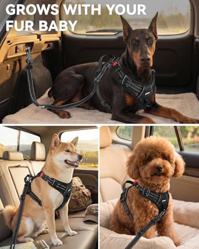 Joytale 3-in-1 Bungee Dog Seat Belt - Image 6